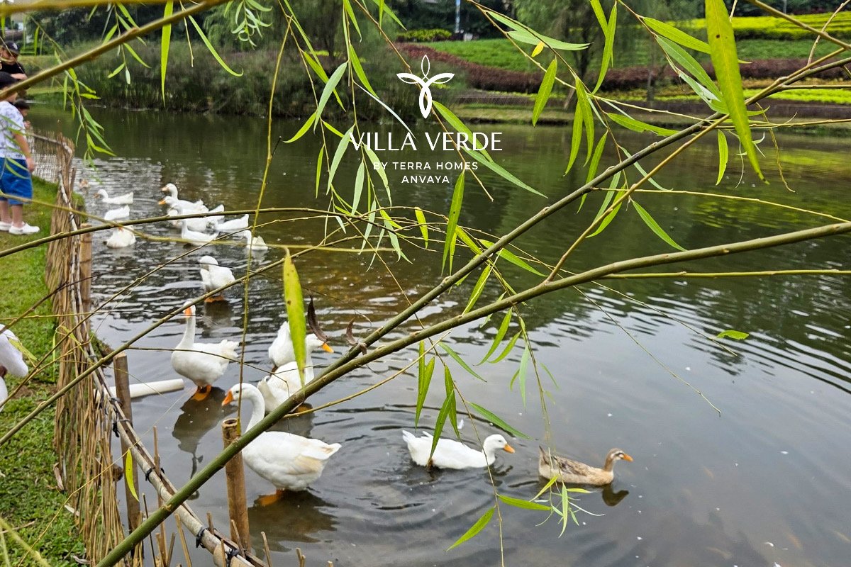 Pond with ducks amid the estate's greenery